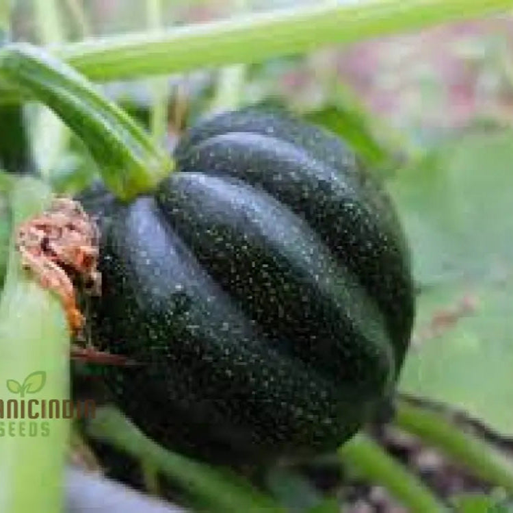 Squash Honey Bear Vegetable Seeds For Planting: Premium For Bountiful Harvests And Vibrant Blooms