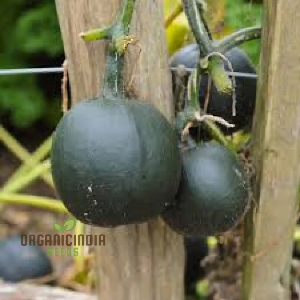 Squash ’Little Gem Rolet’ Seeds For Planting: Hardy Gardening Variety For Your Vibrant Garden