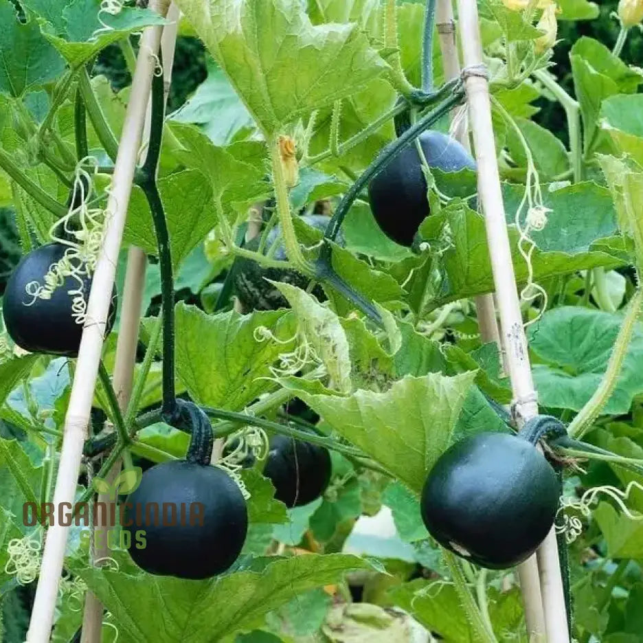 Squash â€™Little Gem Roletâ€™ Seeds For Planting: Hardy Gardening Variety For Your Vibrant Garden