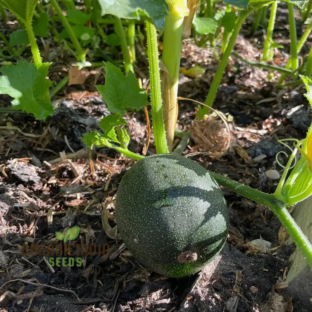 Squash ’Little Gem Rolet’ Seeds For Planting: Hardy Gardening Variety For Your Vibrant Garden