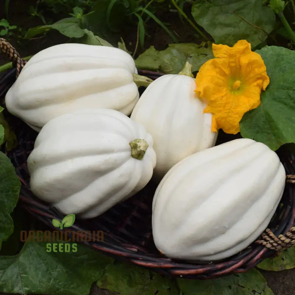 Squash ’Mashed Potatoes’ F1 Hybrid Seeds - High-Yield Gardening Variety Easy To Grow Perfect