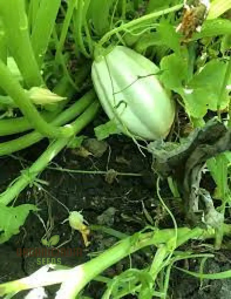 Squash ’Mashed Potatoes’ F1 Hybrid Seeds - High-Yield Gardening Variety Easy To Grow Perfect