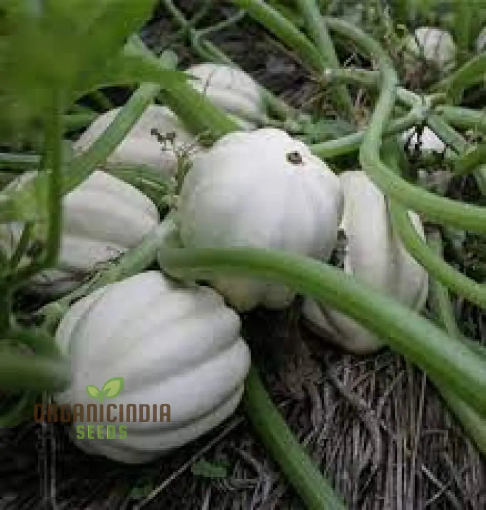 Squash â€™Mashed Potatoesâ€™ F1 Hybrid Seeds - High-Yield Gardening Variety Easy To Grow Perfect