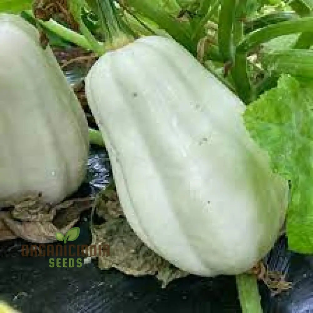 Squash ’Mashed Potatoes’ F1 Hybrid Seeds - High-Yield Gardening Variety Easy To Grow Perfect