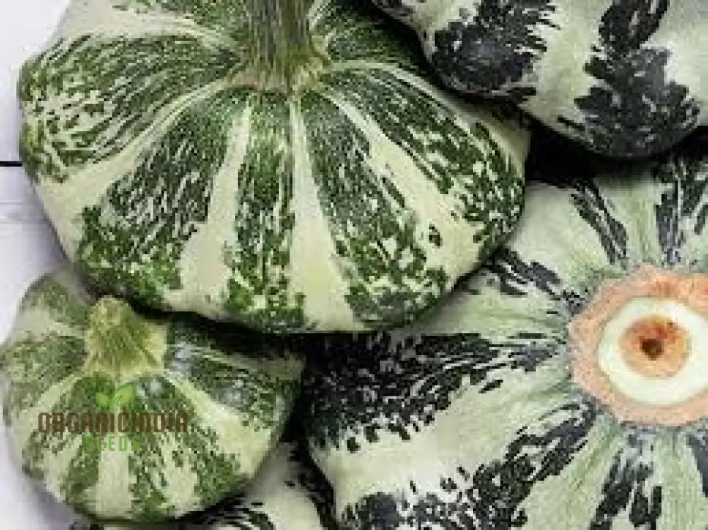 Squash Pattison’s Panache Seeds - Premium Quality For Your Garden