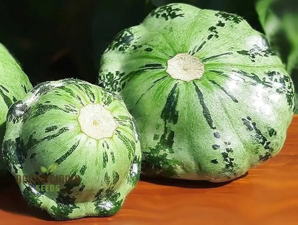 Squash Pattison’s Panache Seeds - Premium Quality For Your Garden