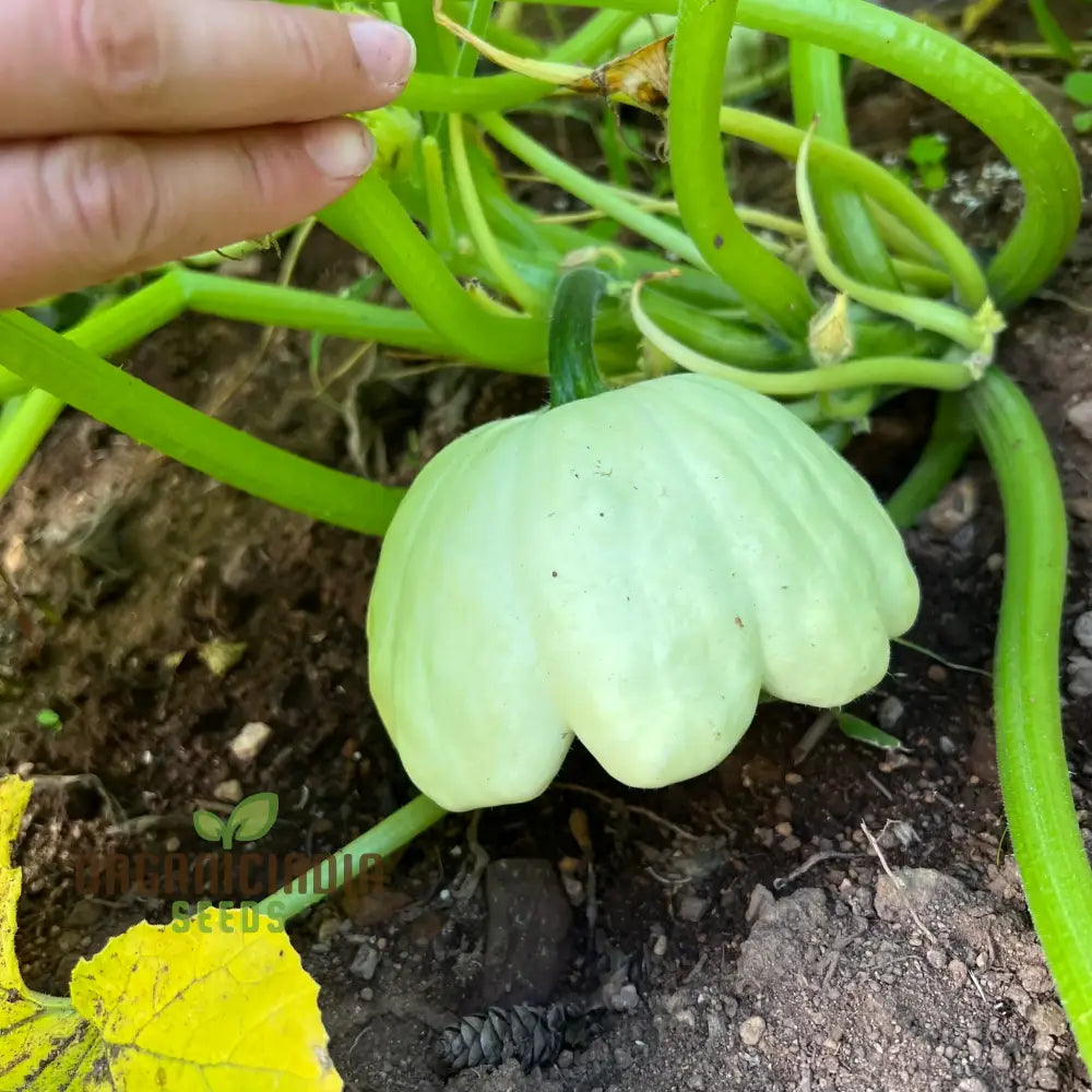 Squash Pattison’s Panache Seeds - Premium Quality For Your Garden