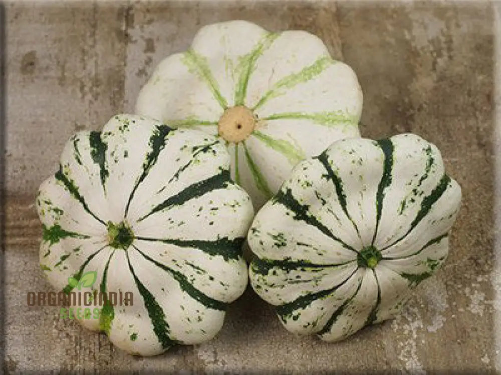 Squash Pattison’s Panache Seeds - Premium Quality For Your Garden