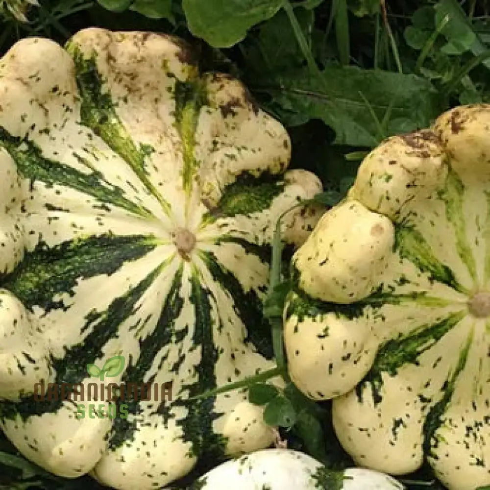 Squash Pattison’s Panache Seeds - Premium Quality For Your Garden