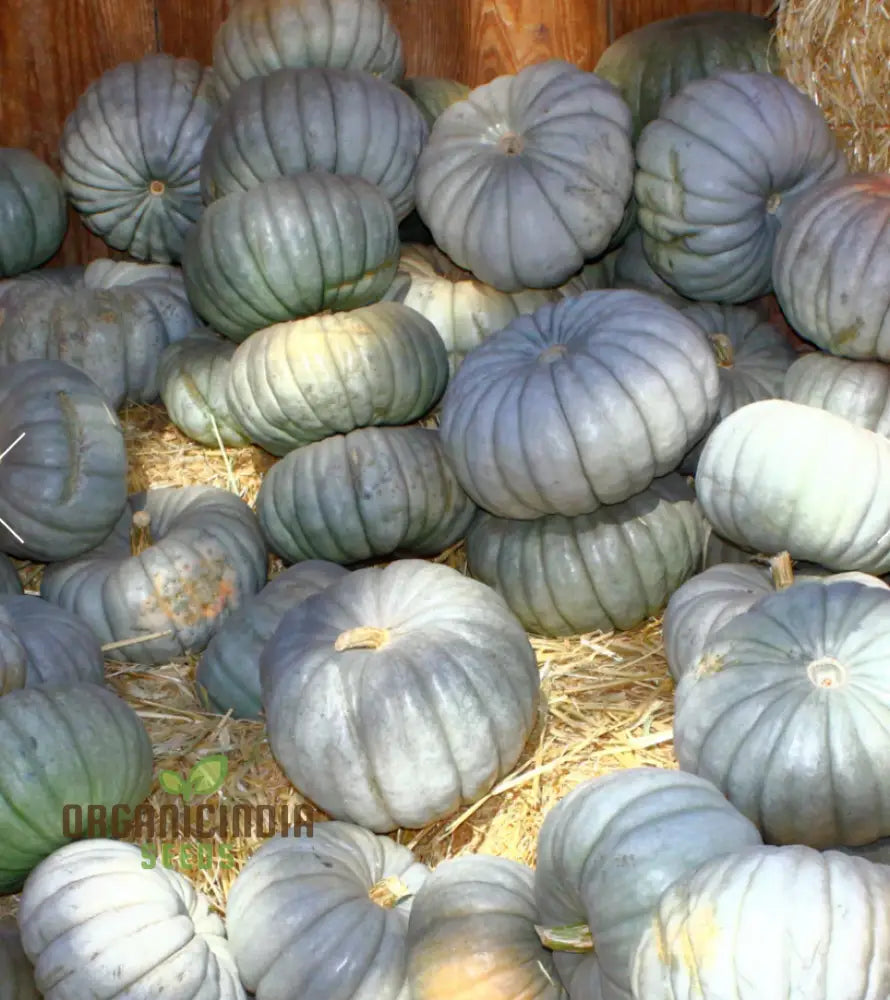 Squash Queensland Blue Seeds For Lush Gardens | Heirloom Variety Bountiful Harvests