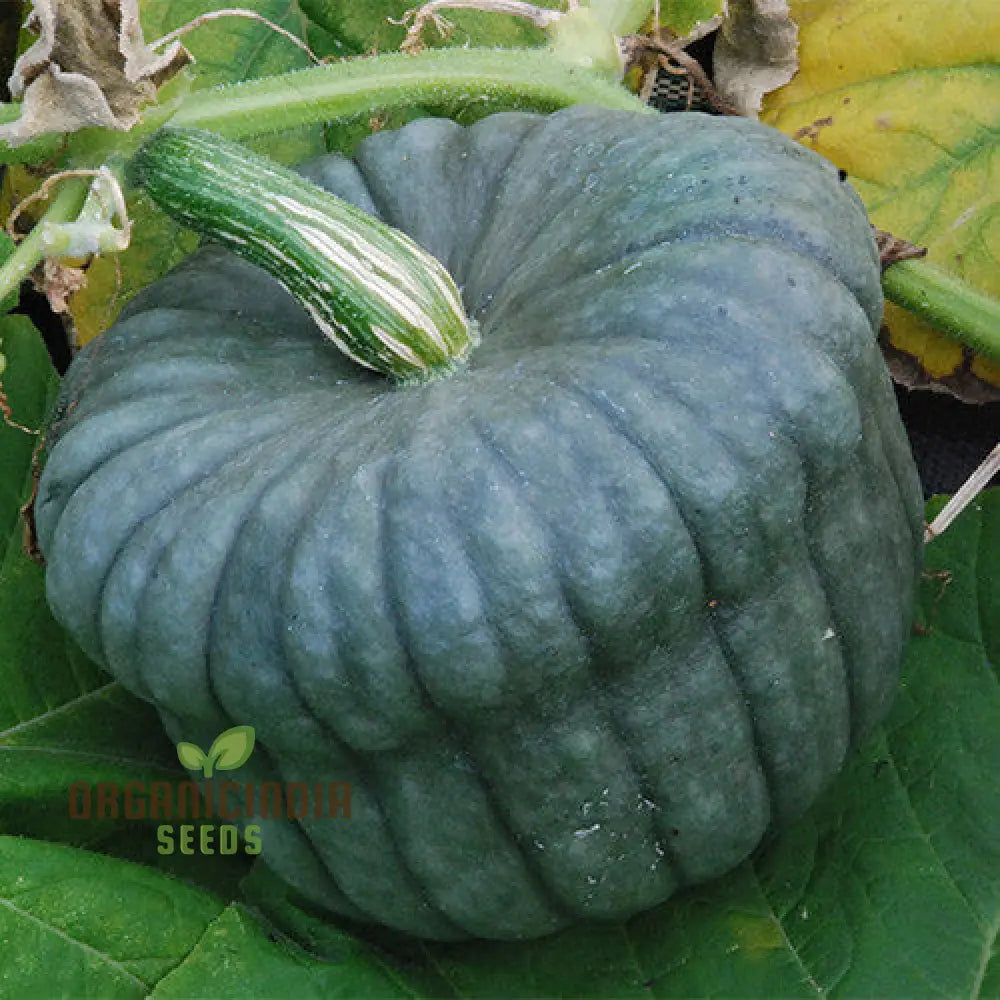 Squash Queensland Blue Seeds For Lush Gardens | Heirloom Variety Bountiful Harvests