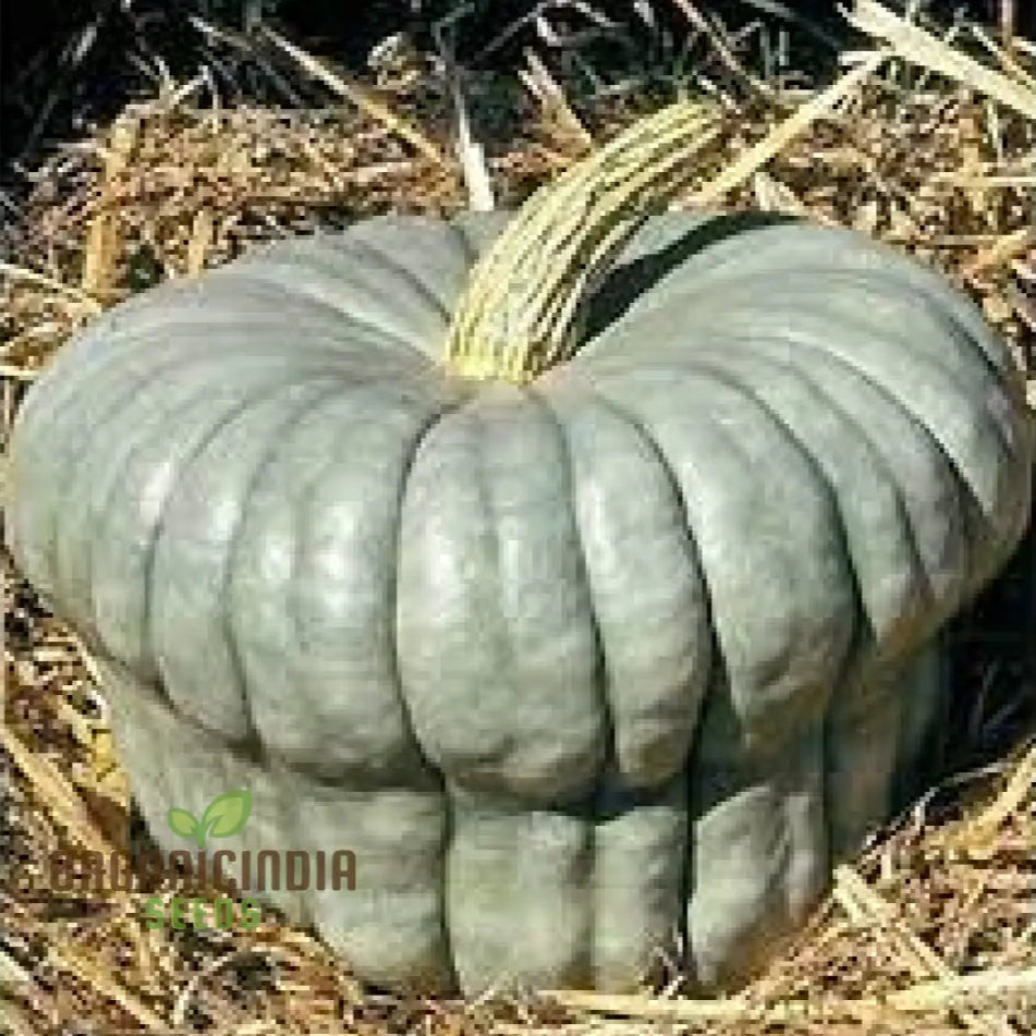 Squash Queensland Blue Seeds For Lush Gardens | Heirloom Variety Bountiful Harvests