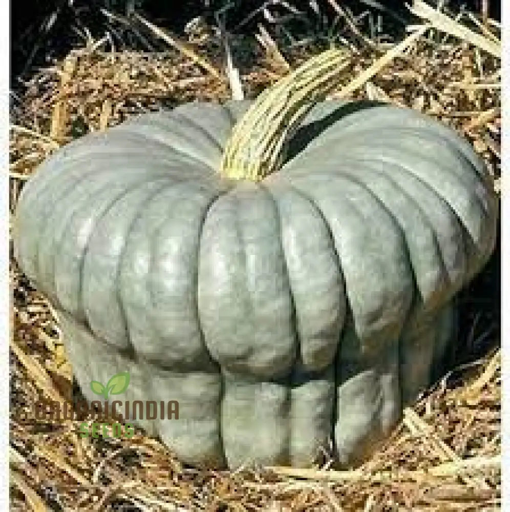 Squash Queensland Blue Seeds For Lush Gardens | Heirloom Variety Bountiful Harvests