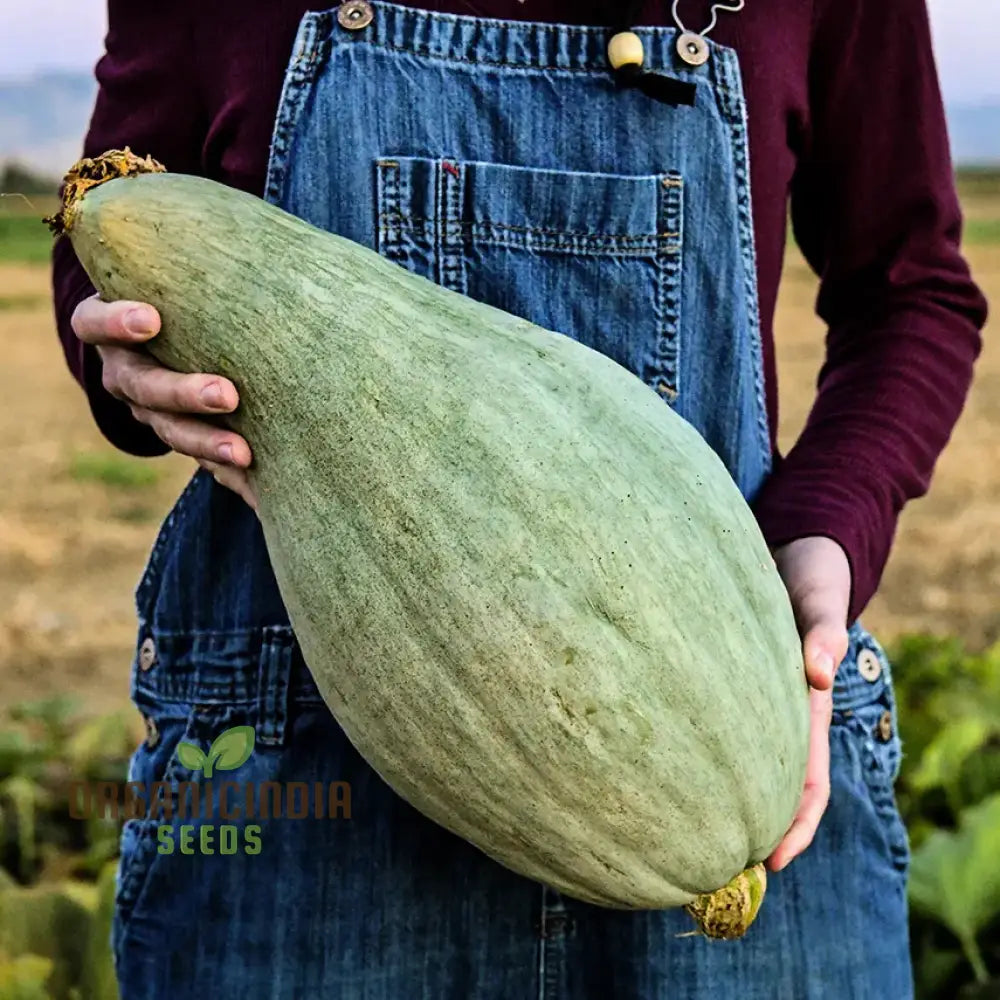 Squash Sibley Seeds - Premium For Your Garden