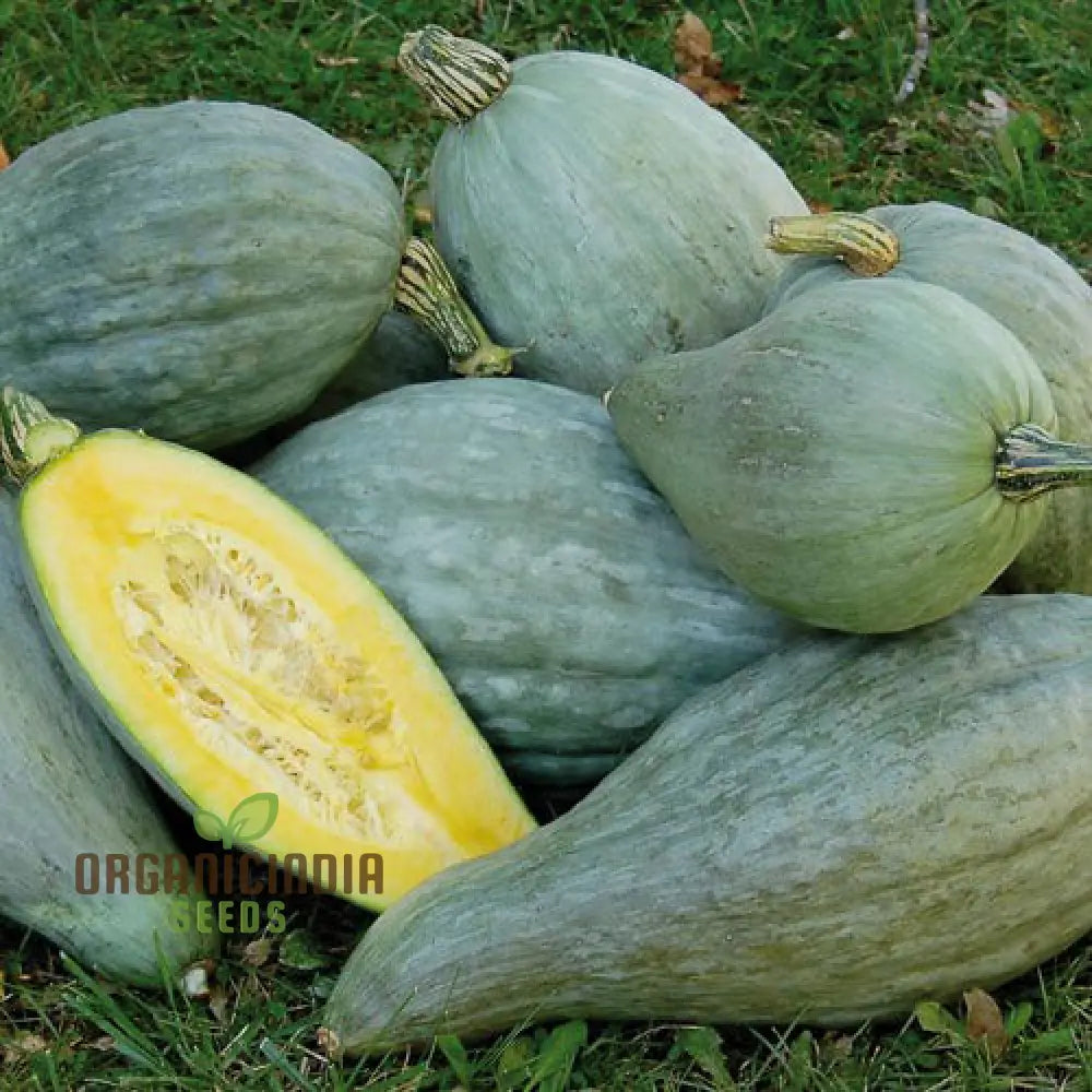 Squash Sibley Seeds - Premium For Your Garden