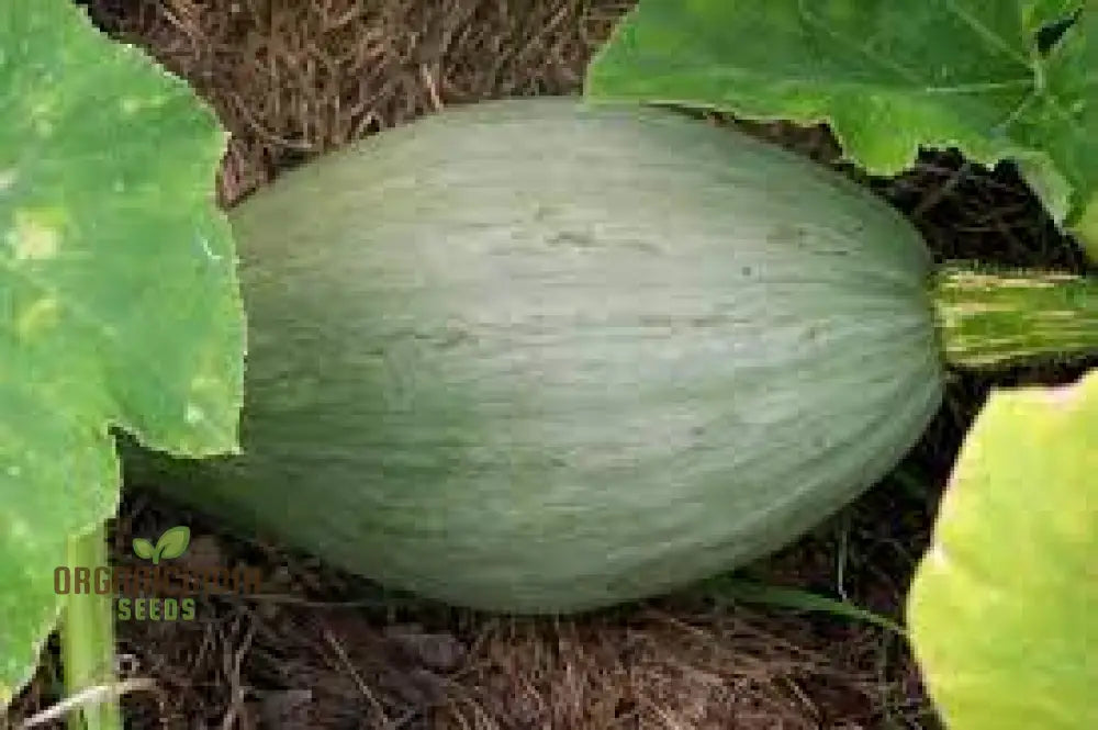 Squash Sibley Seeds - Premium For Your Garden