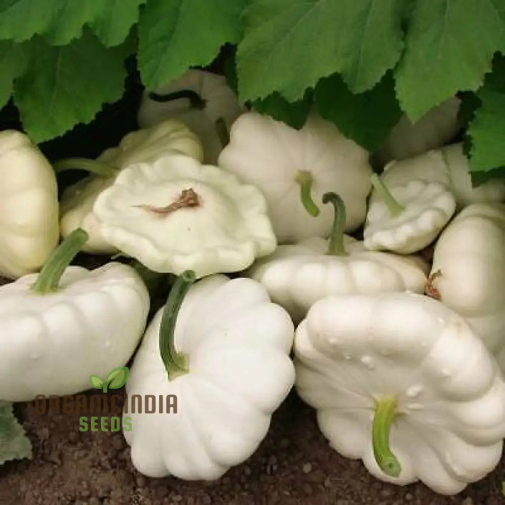 Squash (Summer) Moonbeam F1 Seeds For Your Gardening Needs