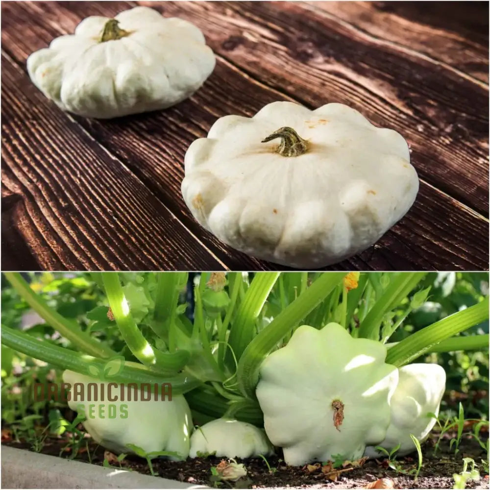 Squash (Summer) Moonbeam F1 Seeds For Your Gardening Needs