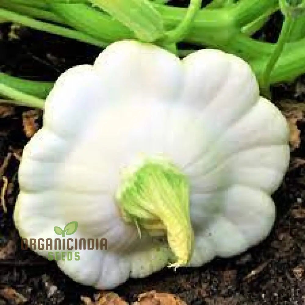 Squash (Summer) Moonbeam F1 Seeds For Your Gardening Needs