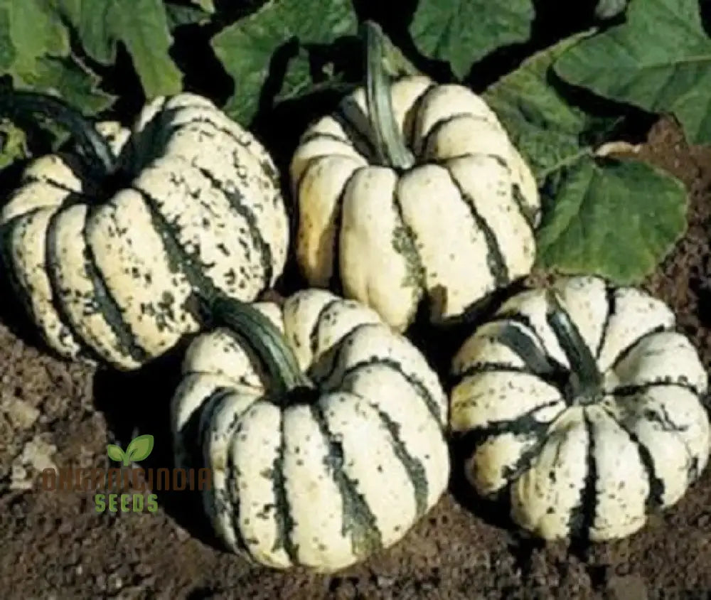 Squash - Sweet Dumpling Seeds For Planting And Gardening Premium Quality Heirloom