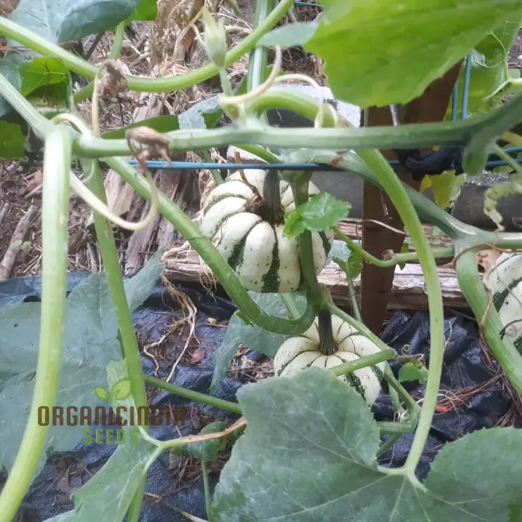 Squash - Sweet Dumpling Seeds For Planting And Gardening Premium Quality Heirloom