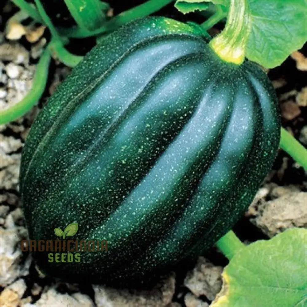 Squash Tuffy Seeds For Your Gardening Success | Buy Online