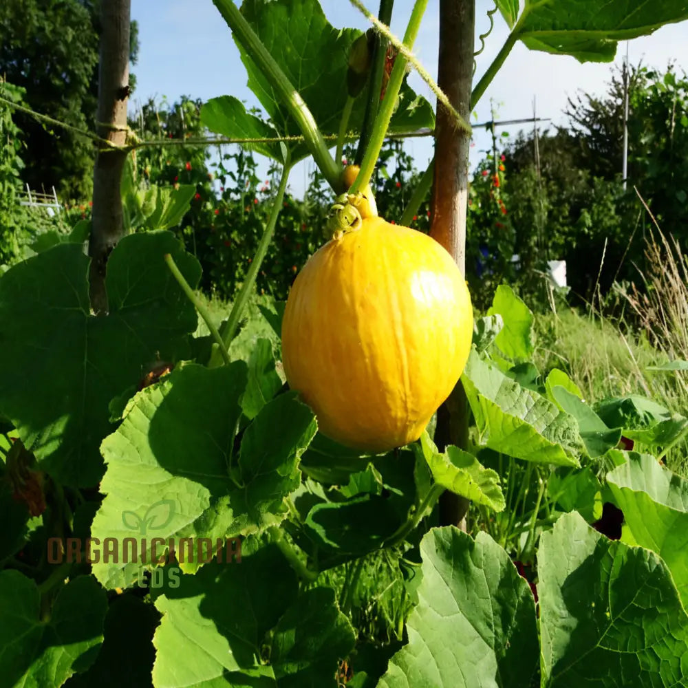 Squash Uchiki Kuri Vegetable Seeds Nutty Flavor Compact Growth Perfect For Home Gardens