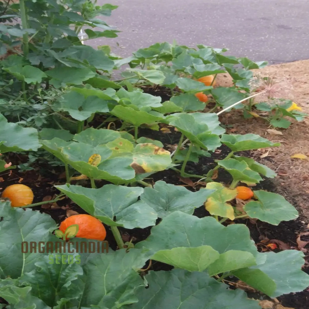 Squash Uchiki Kuri Vegetable Seeds Nutty Flavor Compact Growth Perfect For Home Gardens