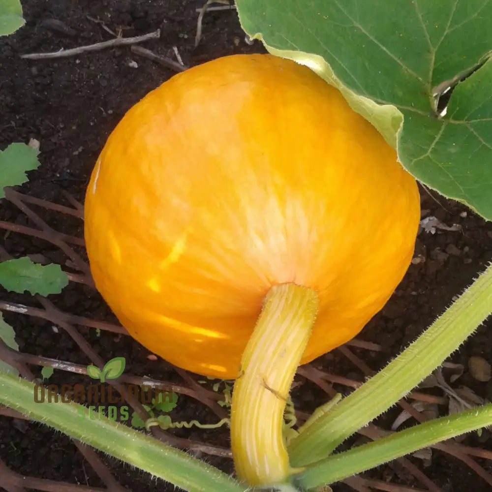 Squash Uchiki Kuri Vegetable Seeds Nutty Flavor Compact Growth Perfect For Home Gardens