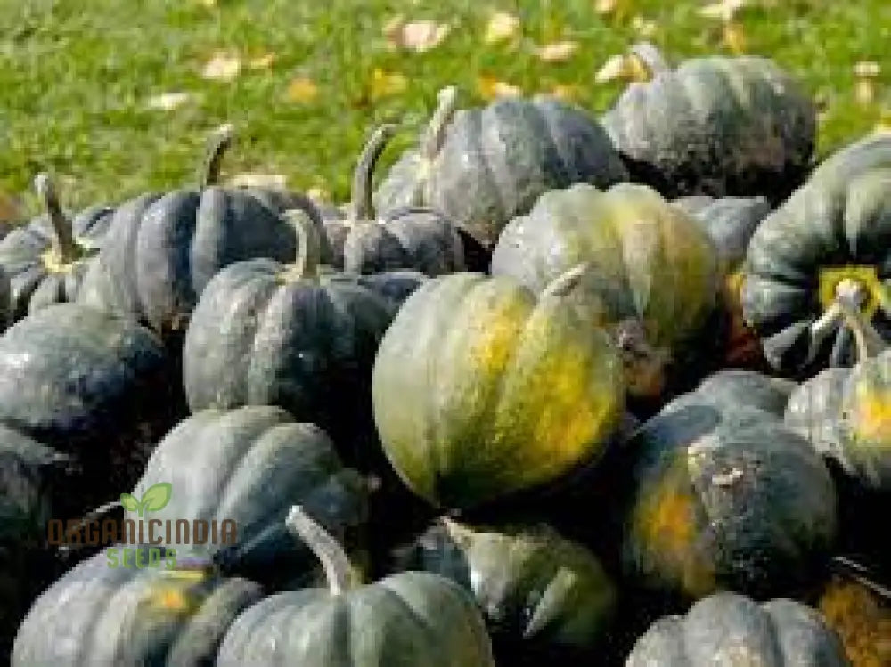 Squash (Winter) Table Star F1 Seeds For Planting Your Garden