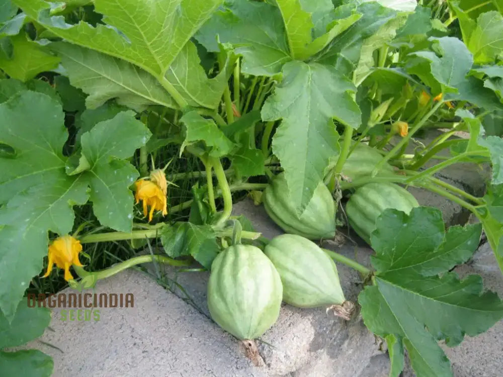 Squash (Winter) Table Star F1 Seeds For Planting Your Garden