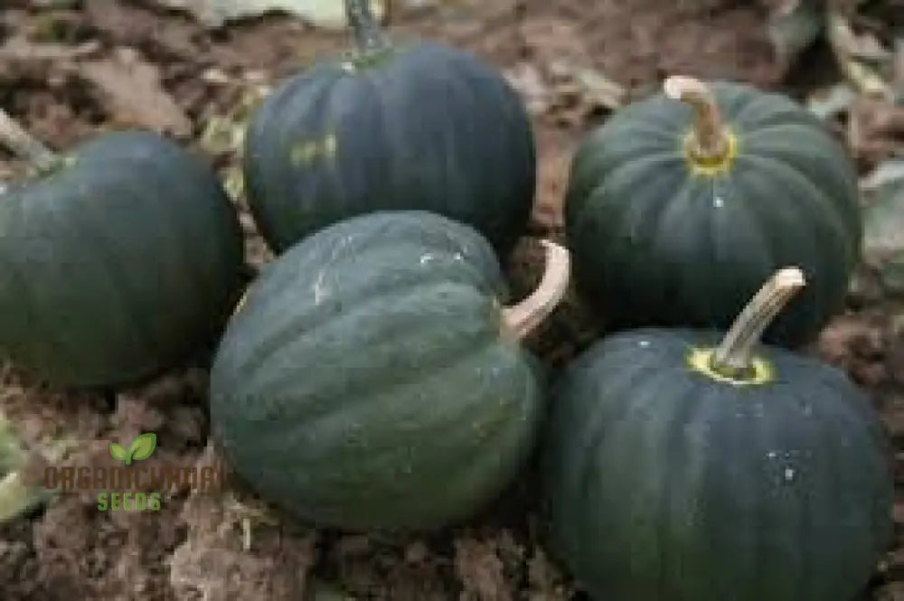 Squash (Winter) Table Star F1 Seeds For Planting Your Garden