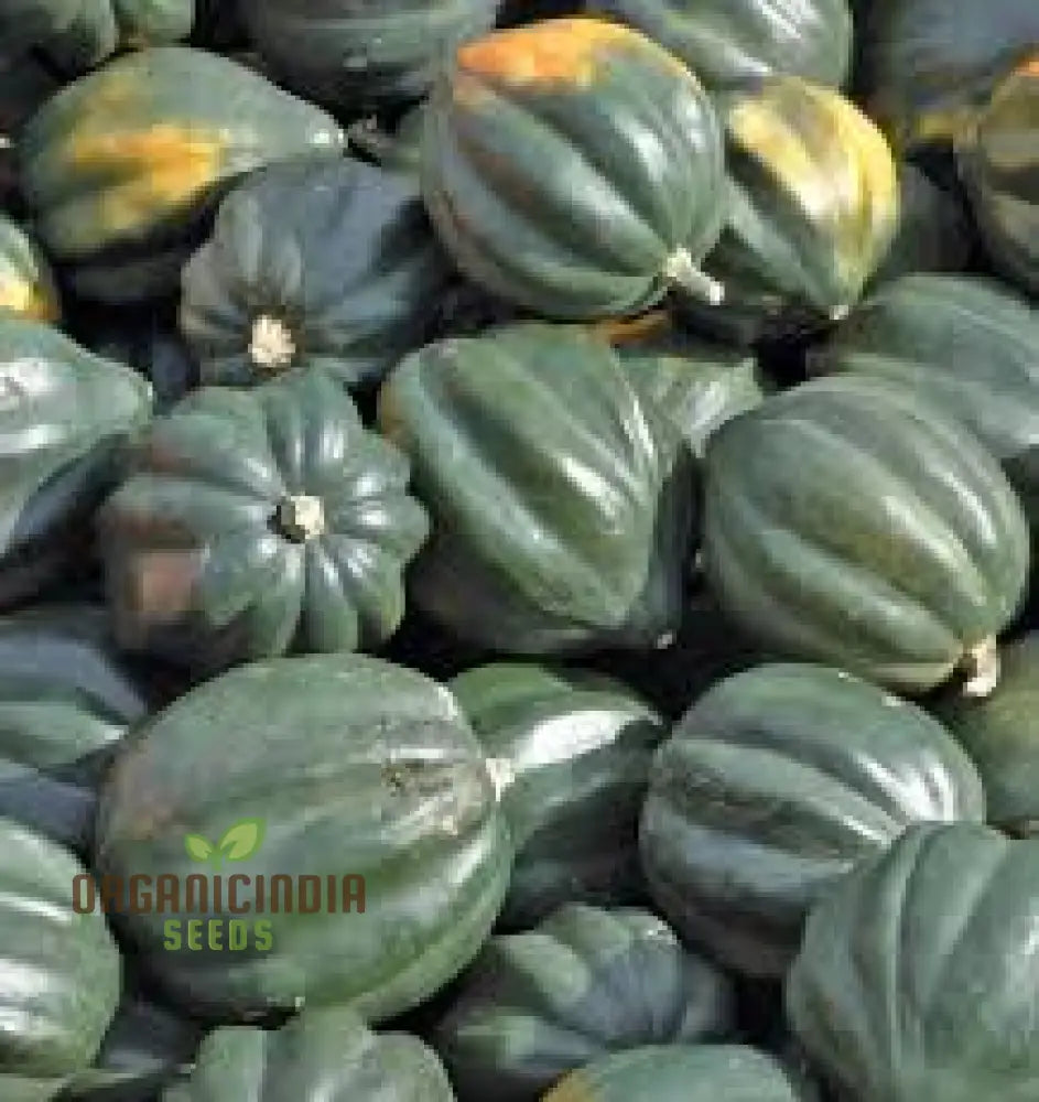 Squash (Winter) Table Star F1 Seeds For Planting Your Garden