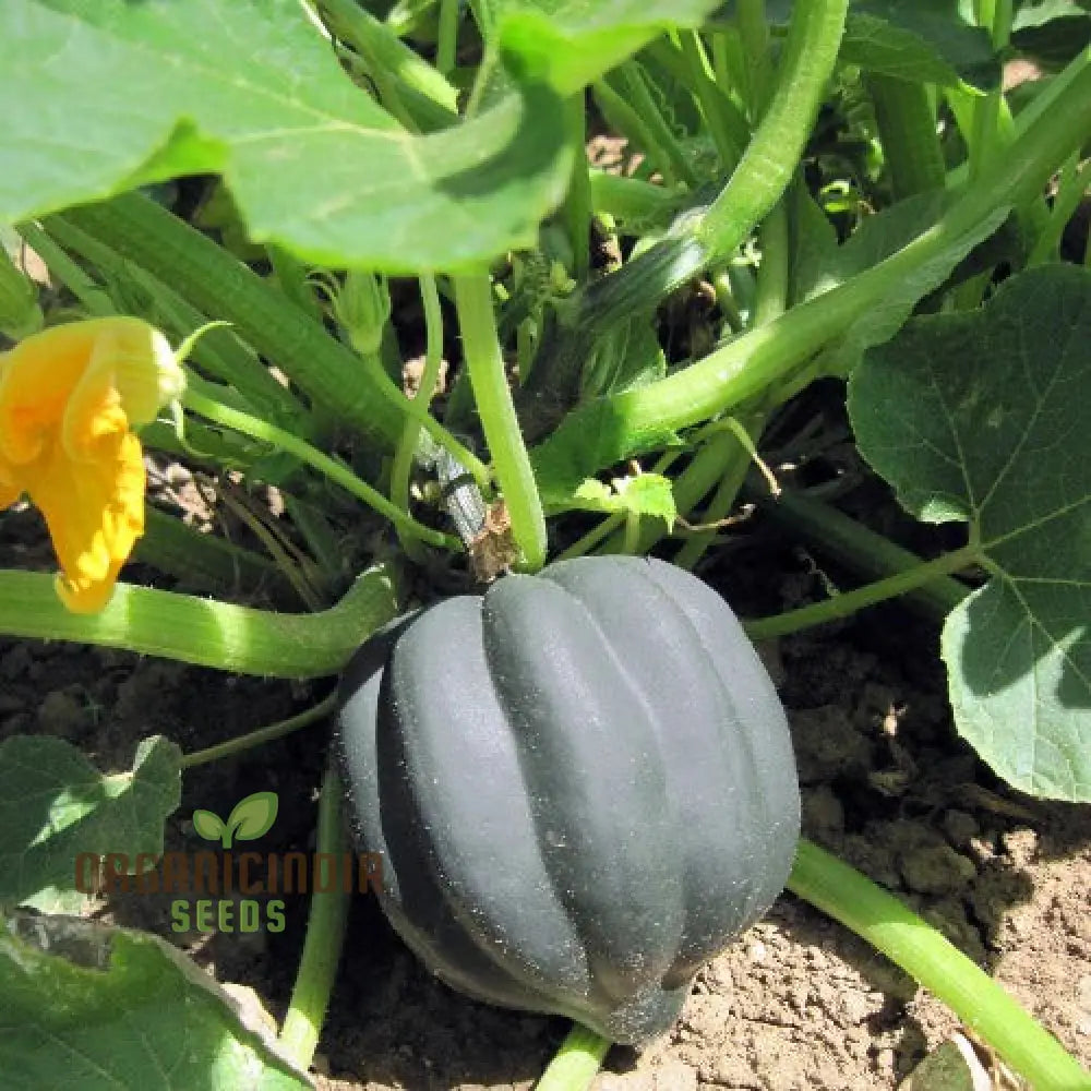 Squash (Winter) Table Star F1 Seeds For Planting Your Garden