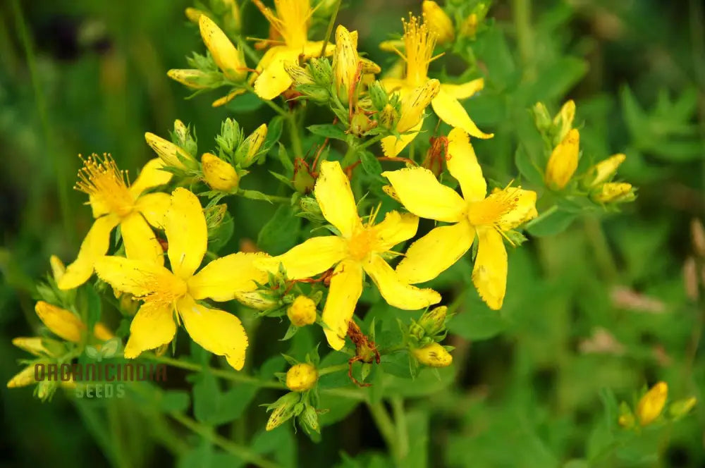 St. John’s Wort Seeds For Planting - Perfect Home Gardens And Herbal