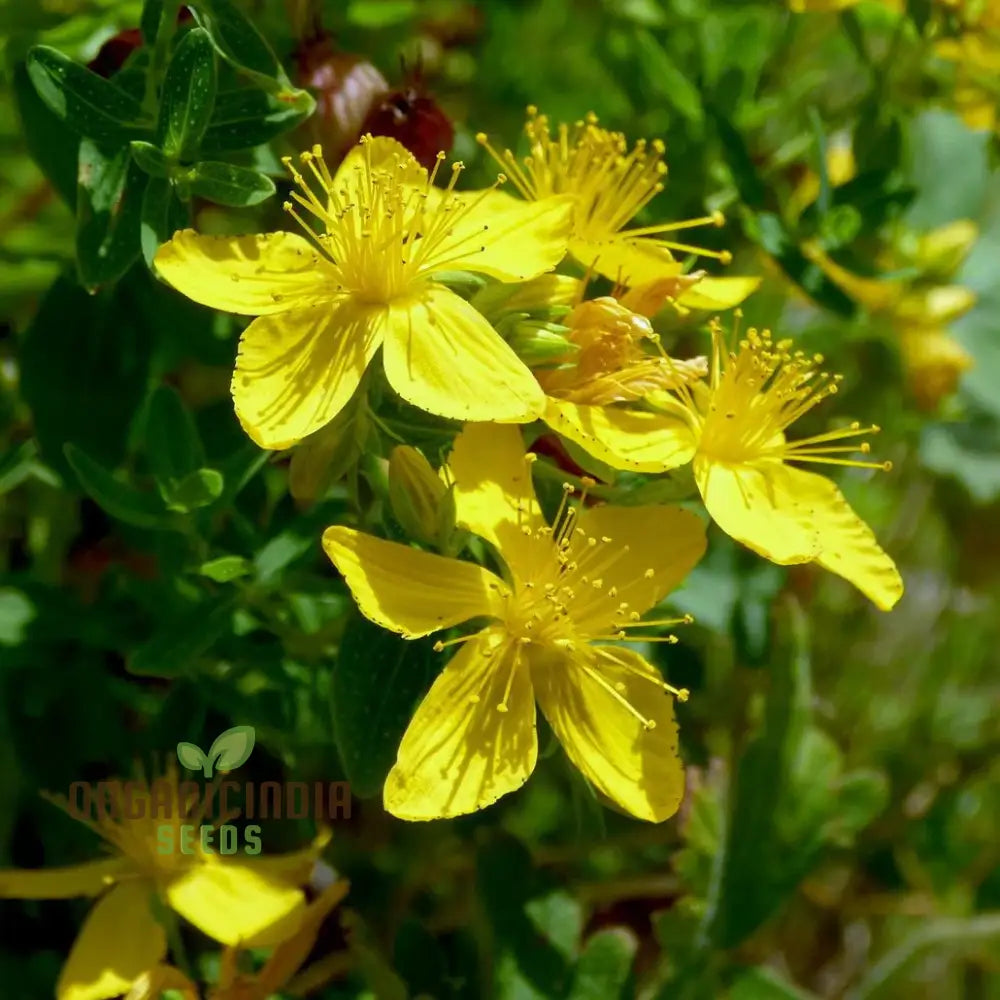 St. John’s Wort Seeds For Planting - Perfect Home Gardens And Herbal