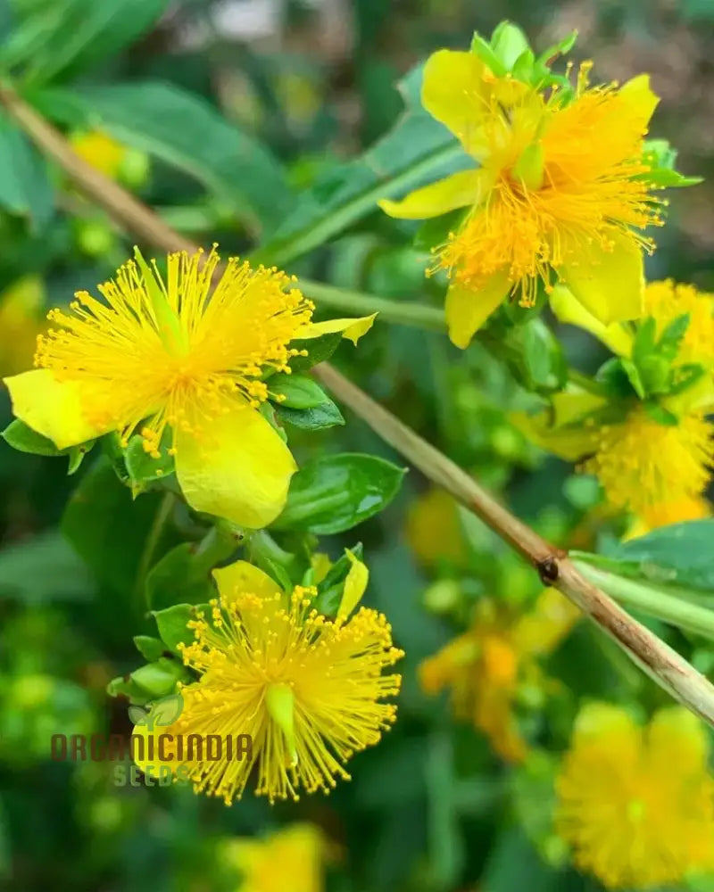 St. John’s Wort Seeds For Planting - Perfect Home Gardens And Herbal