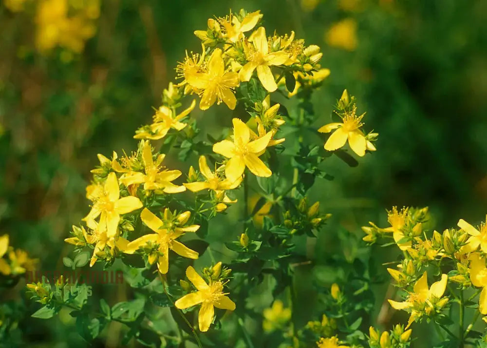 St. John’s Wort Seeds For Planting - Perfect Home Gardens And Herbal