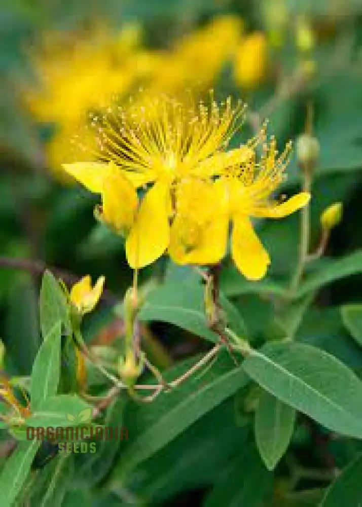 St. John’s Wort Seeds For Planting - Perfect Home Gardens And Herbal