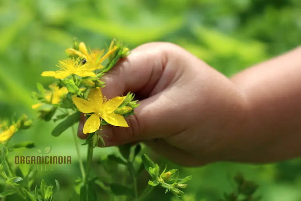 St. John’s Wort Seeds For Planting - Perfect Home Gardens And Herbal