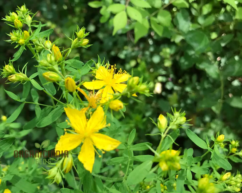 St. John’s Wort Seeds For Planting - Perfect Home Gardens And Herbal