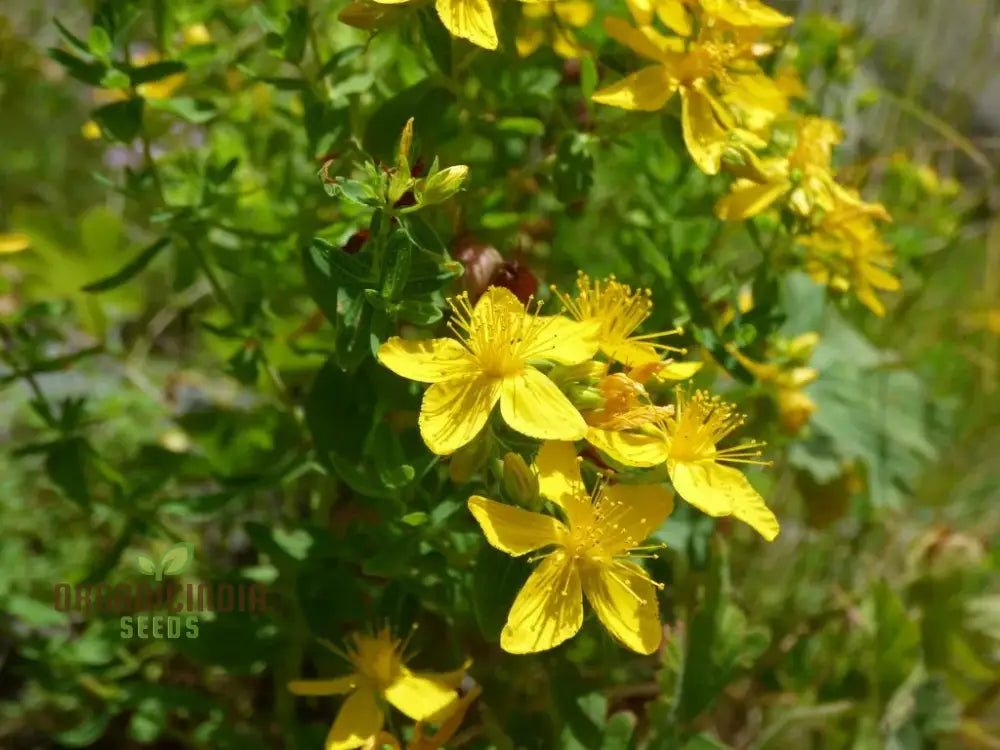 St. John’s Wort Seeds For Planting - Perfect Home Gardens And Herbal