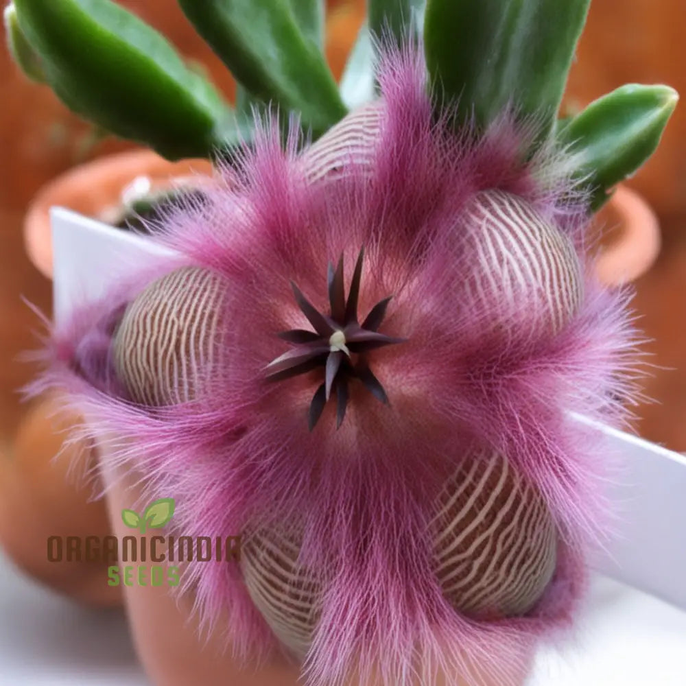 Stapelia Pulchella & Lithops Mix Succulent Flower Seeds Rare And Exotic Varieties For Your