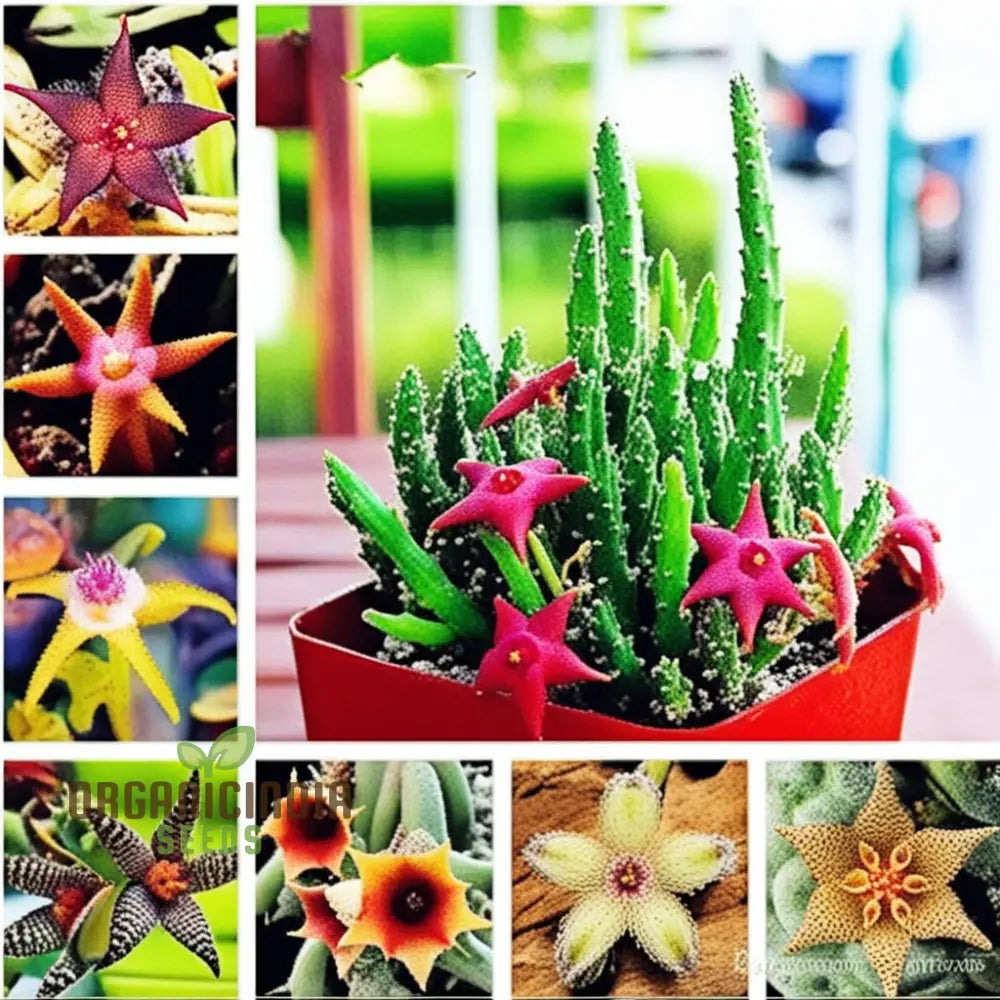 Stapelia Pulchella & Lithops Mix Succulent Flower Seeds Rare And Exotic Varieties For Your