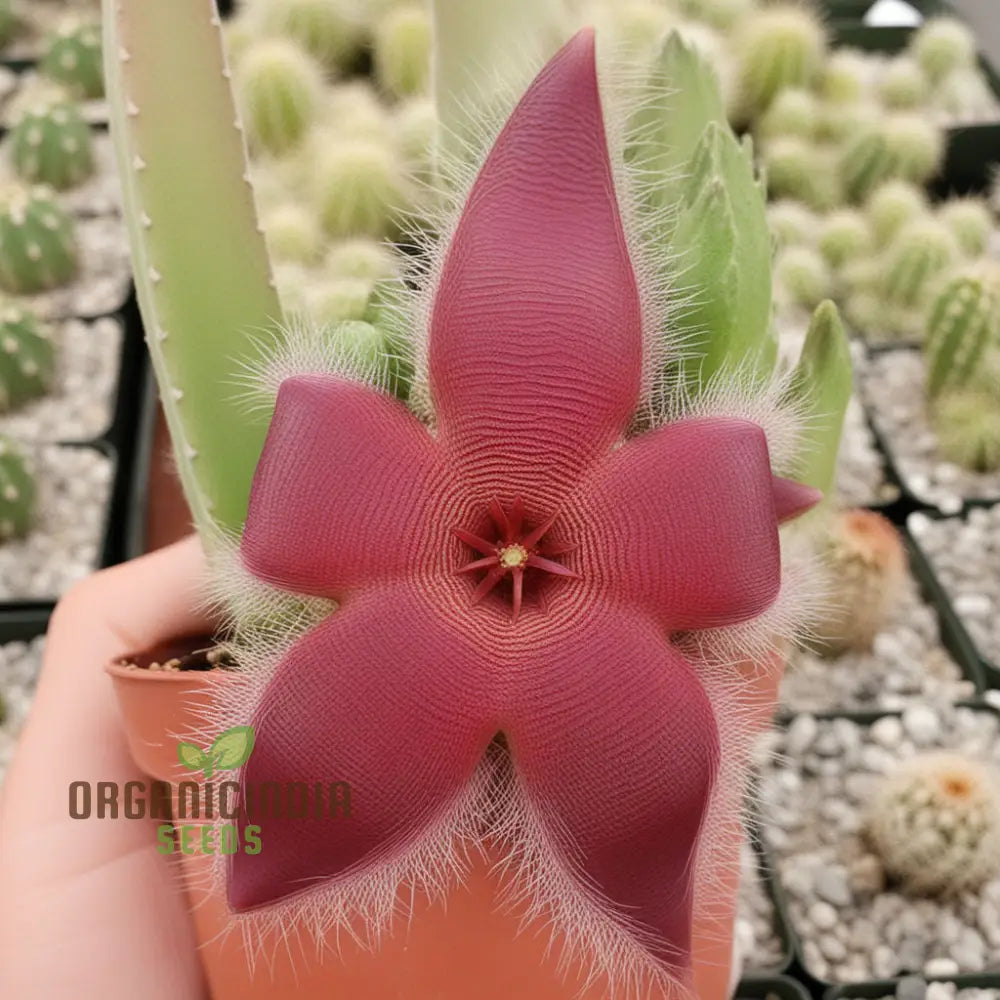 Stapelia Pulchella & Lithops Mix Succulent Flower Seeds Rare And Exotic Varieties For Your