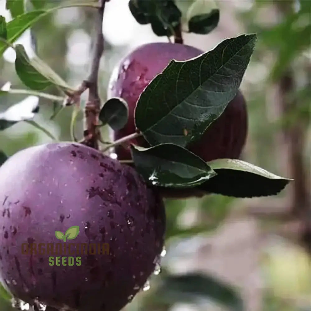 Star Apple Fruit Seeds Harvest Heavenly Delights Plant Of Sweetness