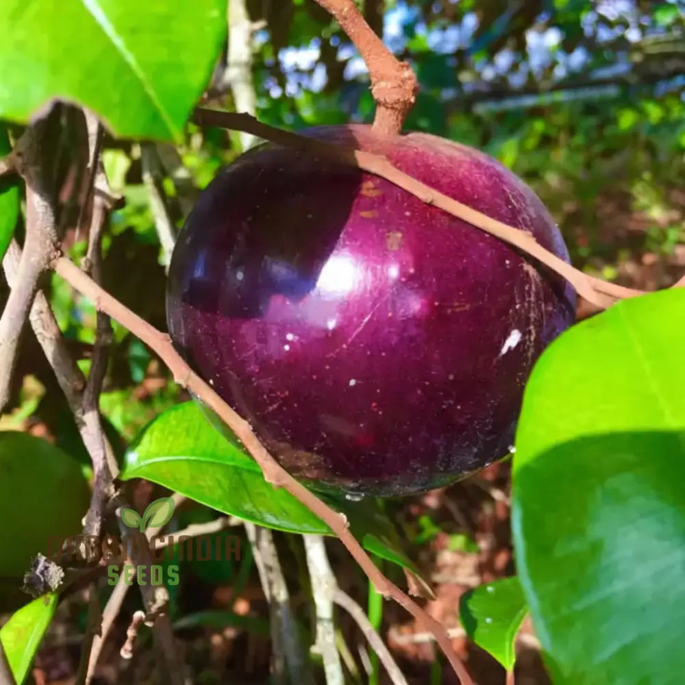 Star Apple Fruit Seeds Harvest Heavenly Delights Plant Of Sweetness