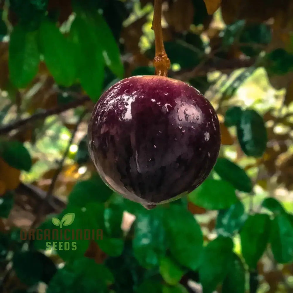 Star Apple Fruit Seeds Harvest Heavenly Delights Plant Of Sweetness