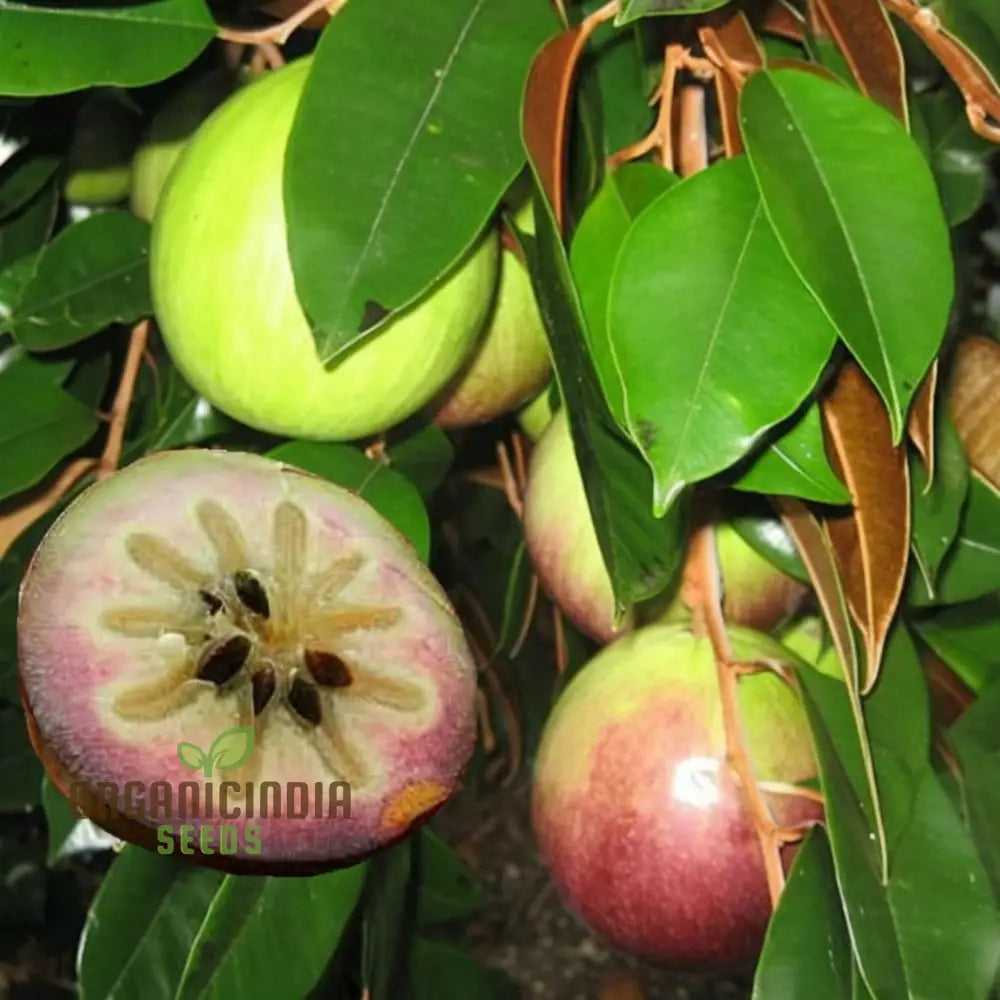 Star Apple Fruit Seeds Harvest Heavenly Delights Plant Of Sweetness