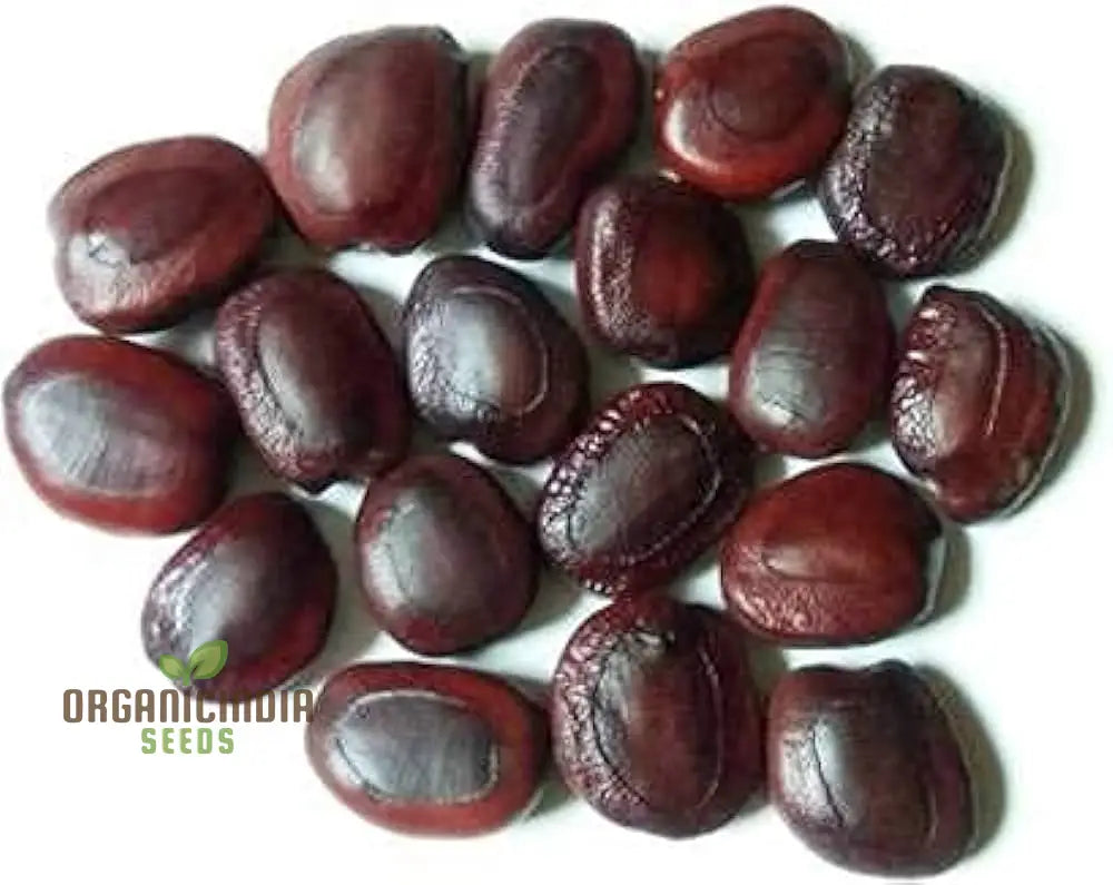 Start Your Orchard Journey With 100 New Fresh Tamarind Tree Seeds - Grow Own Tropical Oasis